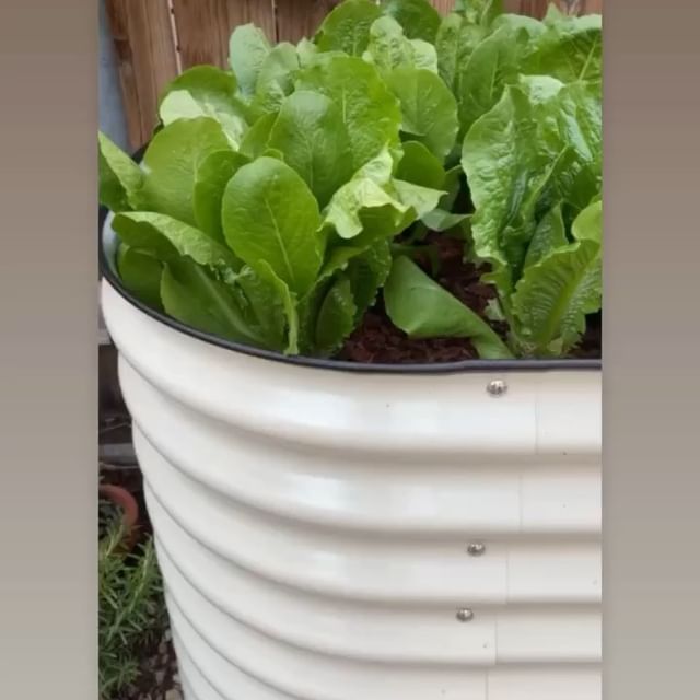Improving Our Health Through Gardening