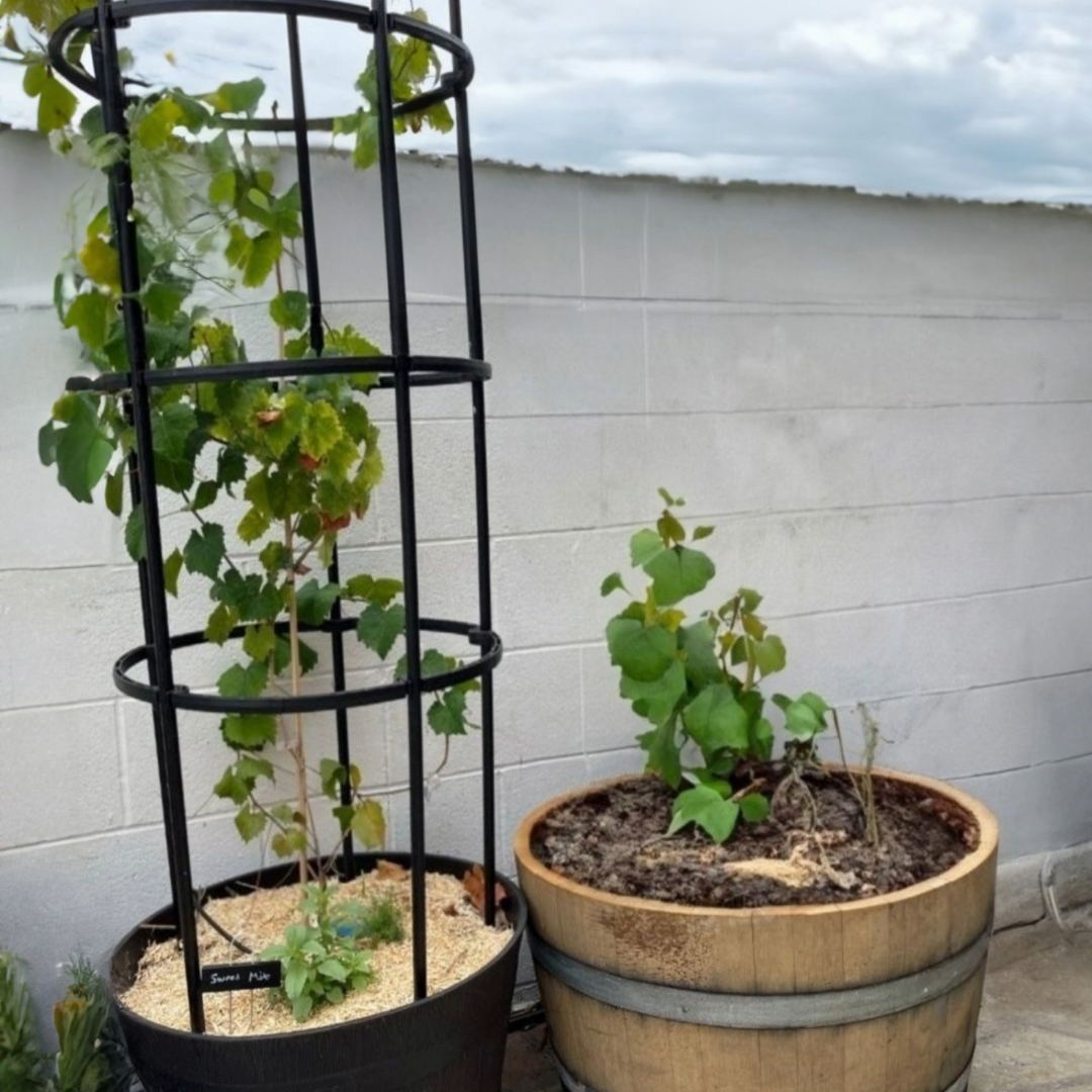 Maximizing Space: Vertical Tomato Gardening with Forever Garden Plant Cages